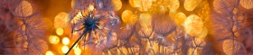 Кухонный фартук Мерцание Одуванчики золотистые 3 серебро в Колпашево - kolpashevo.katalogmebeli.com | фото 1