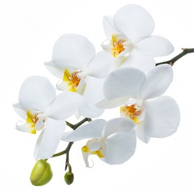 Стол обеденный Танго белый/Орхидея в Колпашево - kolpashevo.katalogmebeli.com | фото 3